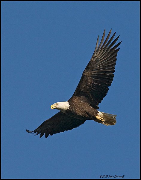 _0SB9010 american bald eagle.jpg